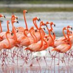 Trinidad and Tobago Flamingos, Scarlet Ibis Tour - Practical Tips for a Successful Tour
