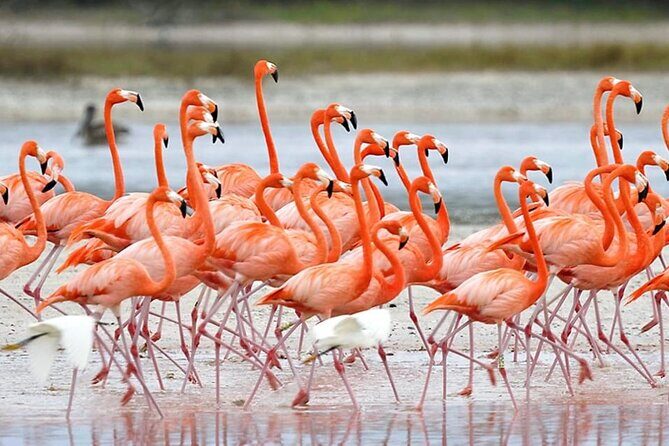 Trinidad and Tobago Flamingos, Scarlet Ibis Tour - Practical Tips for a Successful Tour