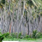 Trinidad Island Circle Tour with Pickup - A Detailed Look at the Trinidad Island Circle Tour