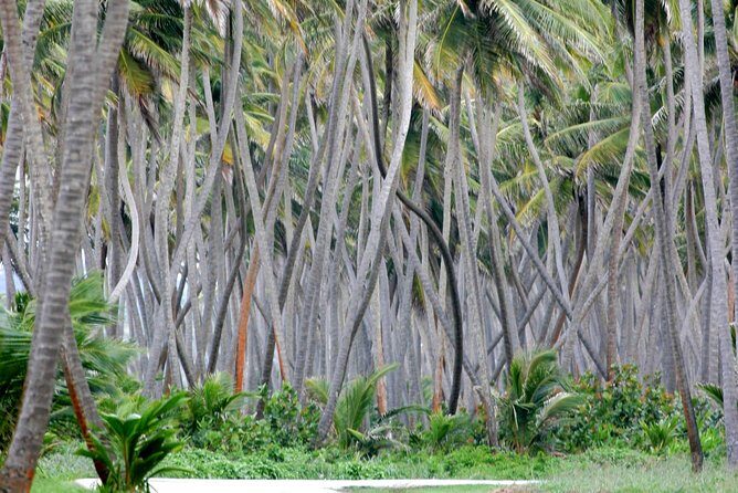 Trinidad Island Circle Tour with Pickup - A Detailed Look at the Trinidad Island Circle Tour