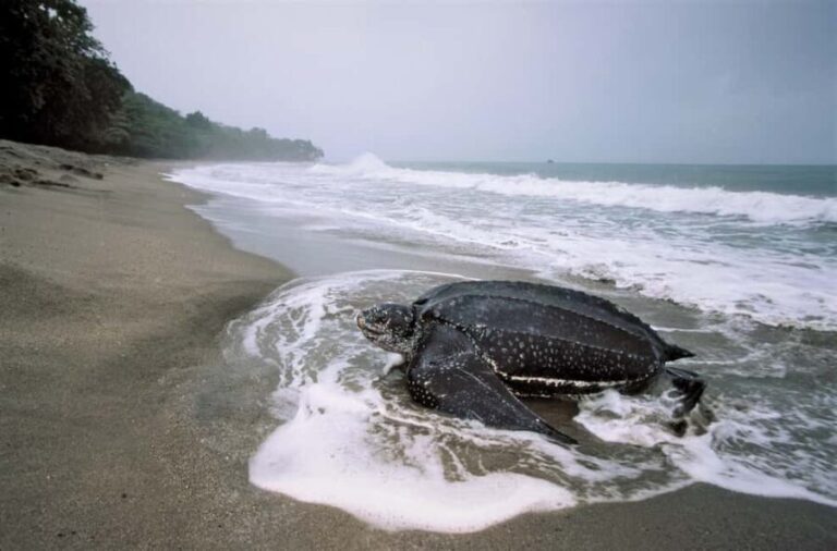 Trinidad: Leatherback Turtle Migration Observation - FAQs