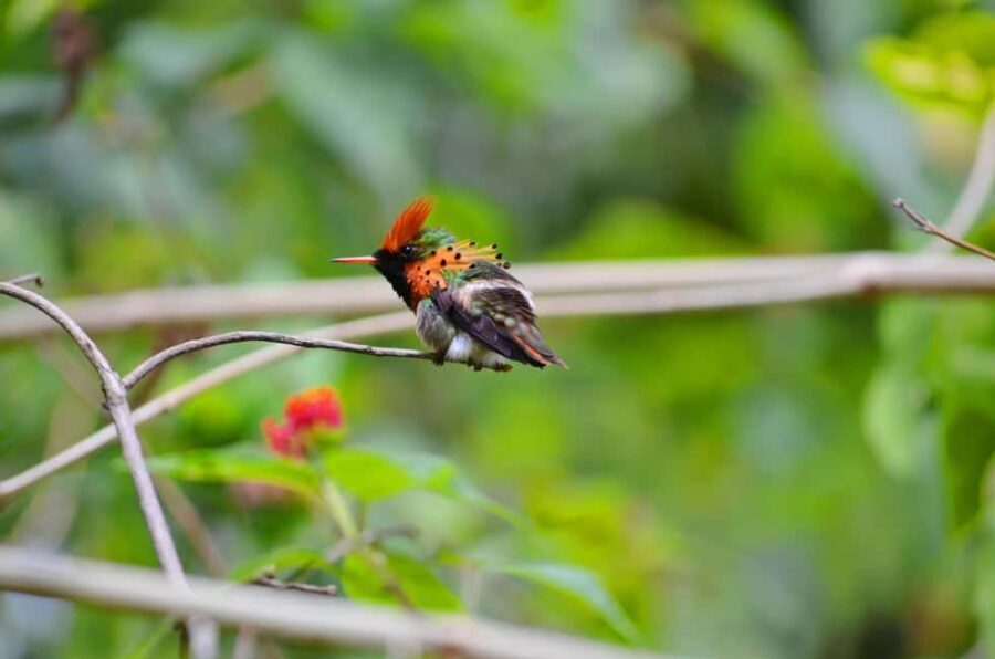 Trinidad: The Humming Bird Experience - The Itinerary in Detail: What to Expect