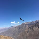 Trip to Colca Canyon 2 Days + Transfer to Puno with Meals - Day Two: The Condor and the Canyon’s Depths