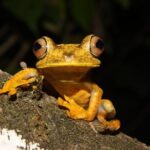 Tropical Escape: 3 Days Amazon Rainforest Tour from Quito - What Hikers and Cultural Enthusiasts Will Love