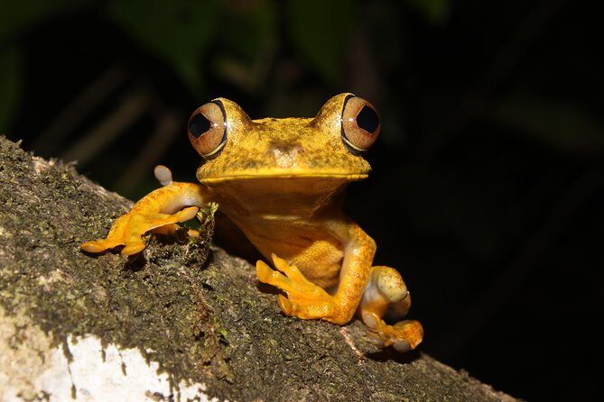 Tropical Escape: 3 Days Amazon Rainforest Tour from Quito - What Hikers and Cultural Enthusiasts Will Love