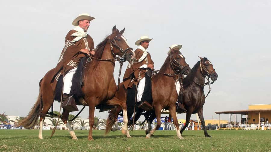 Trujillo: Show of Peruvian Paso Horse & Marinera with lunch - A Deep Dive into the Trujillo Horse & Marinera Experience