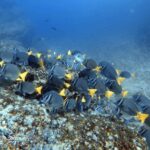 Try Scuba Diving / Basic Diver - Who Will Love This?