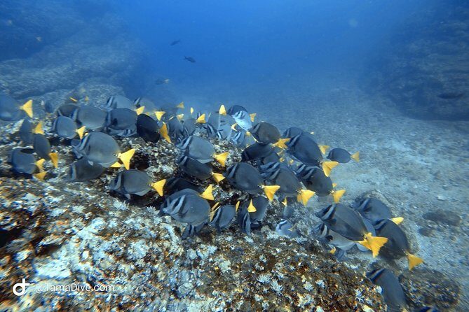 Try Scuba Diving / Basic Diver - Who Will Love This?