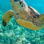 Tumbes: Beach circuit and swimming with turtles - Detailed Review of the Tumbes: Beach Circuit and Swimming with Turtles Tour