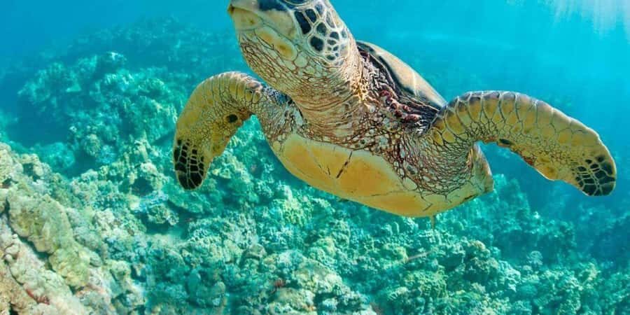 Tumbes: Beach circuit and swimming with turtles - Detailed Review of the Tumbes: Beach Circuit and Swimming with Turtles Tour