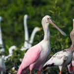 Tumbes: Puerto Pizarro islands and mangroves - An In-Depth Look at the Puerto Pizarro Islands and Mangroves Tour