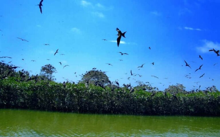 Tumbes: Puerto Pizarro Mangroves and Islands Tour - Exploring the Puerto Pizarro Mangrove and Island Experience