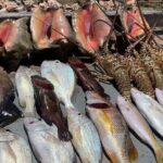 Turks And Caicos 4 Hours Fishing Experience - FAQs