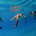 Turtle Cove Catamaran Snorkel and Sail at Little Buck Island STT - Authentic Experiences and Guest Insights