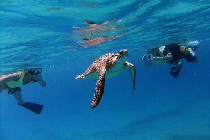 Turtle Cove Catamaran Snorkel and Sail at Little Buck Island STT - Authentic Experiences and Guest Insights