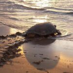 Turtle Nesting Night Tour - Why Choose This Tour?
