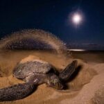 Turtle Nesting night Tour in Tortuguero - Who Will Love This Tour?