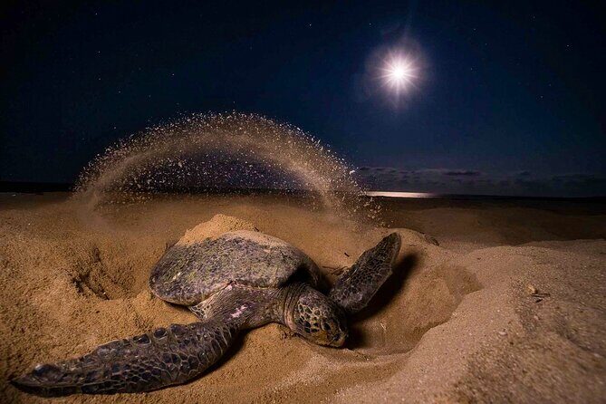 Turtle Nesting night Tour in Tortuguero - Who Will Love This Tour?