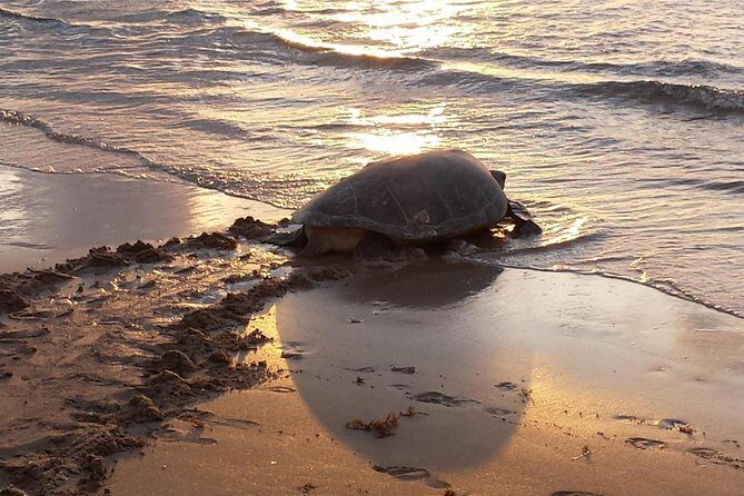 Turtle Nesting Night Tour - Why Choose This Tour?