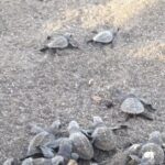 Turtle Nesting Tour - In-Depth Look at the Turtle Nesting Tour