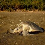 Turtle Nesting Tour - FAQ