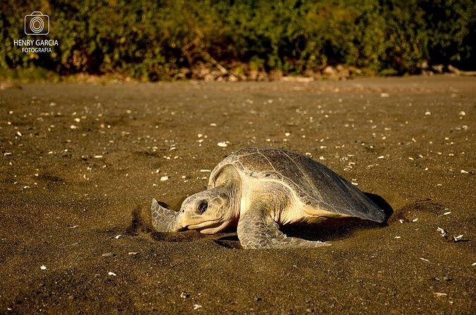 Turtle Nesting Tour - FAQ