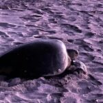 Turtle Nesting Tour Playa Grande CR - Why It’s a Worthwhile Choice