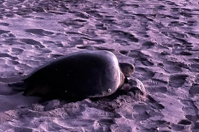 Turtle Nesting Tour Playa Grande CR - Why It’s a Worthwhile Choice