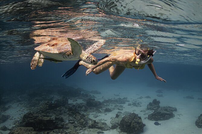 Turtle Snorkeling Aruba: Private Tour with Video
