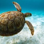 Turtle Snorkeling Tour in Tres Trapi, Aruba - Why This Tour Is a Great Choice