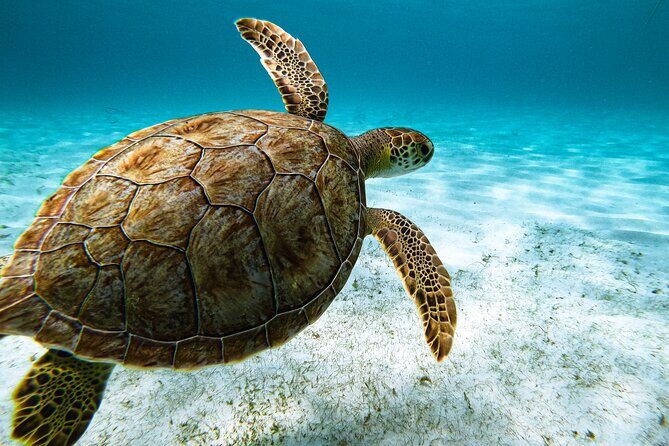 Turtle Snorkeling Tour in Tres Trapi, Aruba - Why This Tour Is a Great Choice