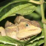 Turtle spawning in Tortuguero - Why You Should Consider This Tour