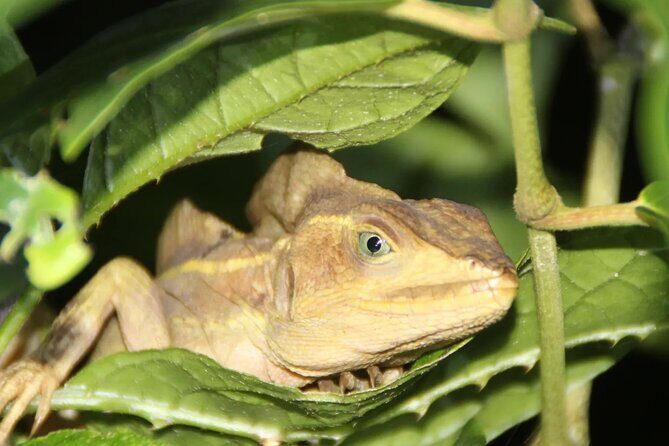 Turtle spawning in Tortuguero - Why You Should Consider This Tour