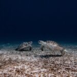 Turtle Spotting Snorkel Malmok And Tres Trapi - The Experience in Context