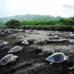 Turtle Tour Near Samara Beach - An In-Depth Look at the Turtle Tour Near Samara Beach