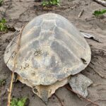 Turtle Tour Tortuguero National Park - Who Should Consider This Tour?