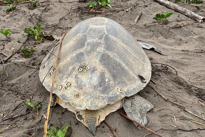 Turtle Tour Tortuguero National Park - Who Should Consider This Tour?