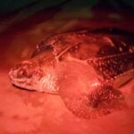 Turtle Watching - An In-Depth Look at the Turtle Watching Tour in Tobago