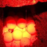 Turtle Watching Night Tours with Expert Naturalist - Why This Tour Is Worth It