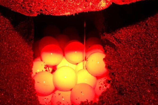 Turtle Watching Night Tours with Expert Naturalist - Why This Tour Is Worth It