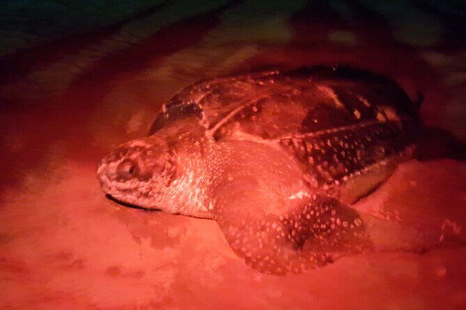 Turtle Watching - An In-Depth Look at the Turtle Watching Tour in Tobago