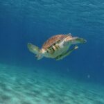 Turtles, Beach and Flamingo in Curacao Private photoshoot Tour - Frequently Asked Questions