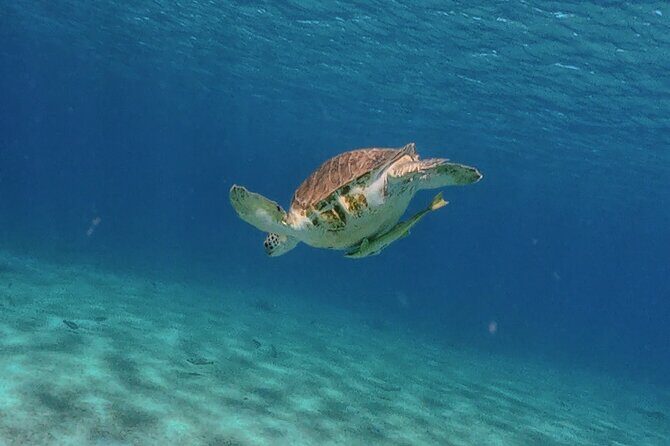Turtles, Beach and Flamingo in Curacao Private photoshoot Tour - Frequently Asked Questions