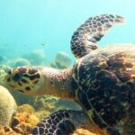 Ultimate Beginner Snorkeling Tour - Practical Tips for Your Snorkeling Day