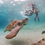 Ultimate Full-Day Private Tour: Discover all Curacao highlights - Why This Tour Works for You