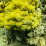 Under a sea of adventures, unforgettable diving. - An In-Depth Look at the Cartagena Diving Tour