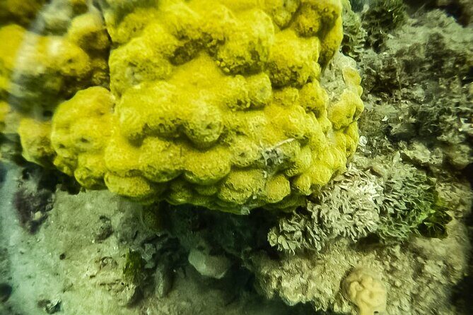 Under a sea of adventures, unforgettable diving. - An In-Depth Look at the Cartagena Diving Tour