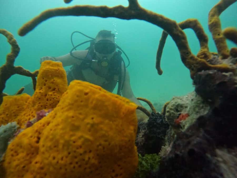 Under the depths: Dive into the diving adventure - What’s Included and What’s Not