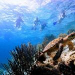 Underwater Guided Snorkeling Adventure in Bonaire - Is This Tour Right for You?