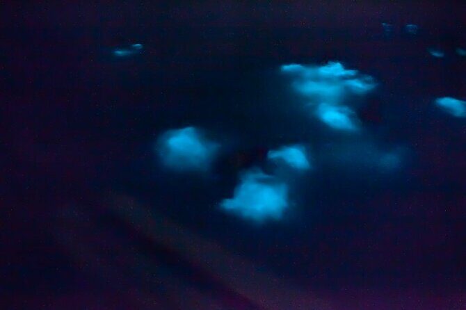 Unforgettable One Day Bioluminescent Kayak Adventure in Vieques - What to Expect During the Itinerary
